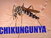 Herbal Remedies Chikungunya