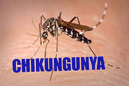 Herbal Remedies for Chikungunya