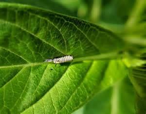 Many women choose to donate their eggs more than once because they have found the process a highly rewarding experience. How to Find Monarch Eggs and Caterpillars - Save Our Monarchs