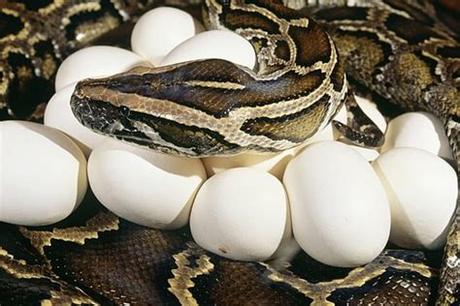 Are you looking to donate eggs? How to Incubate Snake Eggs at Home — Snakes for Pets