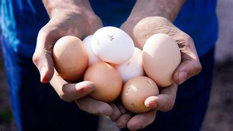 The following is a rundown of the donation timeline: Good How Much To Donate Eggs In Texas Design Latest News ...