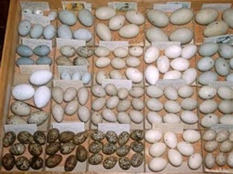 How many eggs do they take when you sell them? Egg collection reveals much about bird history | Minnesota ...