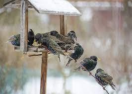 Grackles are ground foragers that eat anything from seeds and fruit to invertebrates and fish. 3 Proven Ways To Get Rid Of Starlings Today Bird Watching Hq