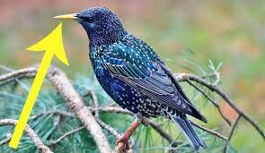 For example, you could put striped sunflower, safflower, and whole peanuts in your hopper, tube, or tray feeders. 3 Proven Ways To Get Rid Of Starlings Today Bird Watching Hq