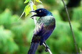 However may not be feasible for very large crops. How To Deal With Grackles At Bird Feeders