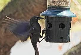 Change the types of feeders you use change what foods you feed birds change the bird houses in your yard When Grackles Don T Leave Birdseed Binoculars