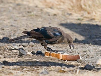 Get Rid Of Grackles Blackbirds Starlings At Your Feeder What Birds Are In My Backyard