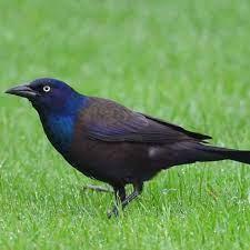 While not a large bird, starlings often appear in large numbers. Managing Grackles Deter One Of Summer S Most Invasive Birds Bird X