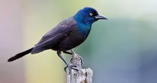 However may not be feasible for very large crops. Common Grackle Overview All About Birds Cornell Lab Of Ornithology
