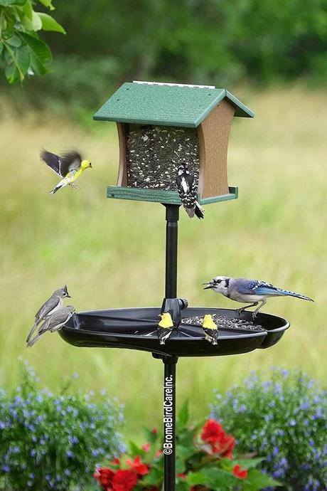 How To Get Rid Of Grackles And Blackbirds At Feeders Birds And Blooms