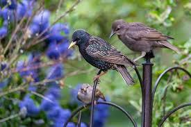 The starling stumper is an easy way to help keep starlings and blackbirds out of your suet feeder. How To Get Rid Of Starlings At Feeders 7 Easy Tips Bird Feeder Hub