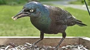 Get rid of starlings on your property with bird b gone's line of starling deterrent products. My Feeders Are Being Overrun With Starlings And Blackbirds What Can I Do All About Birds All About Birds