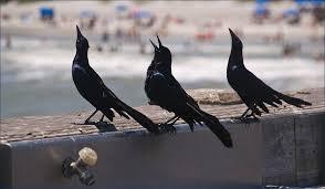 For crops, scarecrows are typically the ideal deterrent. Managing Grackles Deter One Of Summer S Most Invasive Birds Bird X
