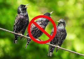 With that in mind, beh. 15 Tips On How To Get Rid Of Starlings Fast Humanely World Birds
