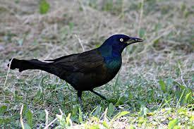 For other food sources like crops that can't be removed, you can intervene by making them taste bad. Grackles 10 Things You Didn T Know