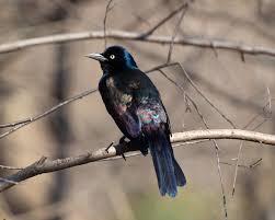 Grackles are ground foragers that eat anything from seeds and fruit to invertebrates and fish. Common Grackle Facts Diet Habitat Pictures On Animalia Bio