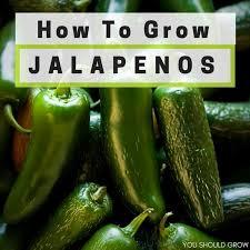 You can find jalapeno pepper seeds at your local nursery or online. How To Grow Jalapenos Preserve Your Harvest You Should Grow