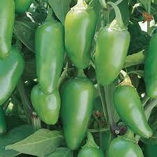 Starting jalapenos from seed is an option for those who are in an area with a short growing season. Amazon Com Burpee Jalapeno Early Hot Pepper 125 Seeds Garden Outdoor