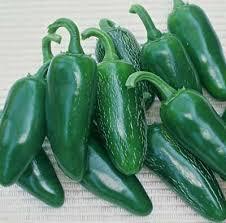 Place the seeds into the bleach solution and allow them to soak for one to two minutes. Jalapeno M Fiery Thick Walled Peppers Grow 3 In Long And 1 1 2 Inches Wide With Rounded Tips Dark Gre Stuffed Hot Peppers Pepper Seeds Stuffed Peppers