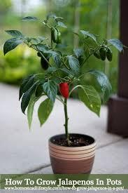We love growing peppers here in ou. How To Grow Jalapenos In A Pot Growing Vegetables Growing Jalapenos Pepper Plants