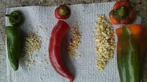 To start from seeds you need to be able to start them early enough that the plant has time to grow before you transplant it outdoors. Drying Chili Seeds Properly And Store Them Right Chili Plant Com
