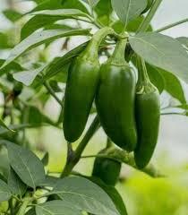 The heat in peppers is measured by scoville heat units. 25 Premium Fresh Early Jalapeno Pepper Seeds A 19 Ebay