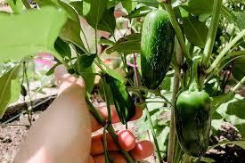 Remove the viable seeds from the. Harvesting Jalapenos When And How To Pick Properly Pepper Geek