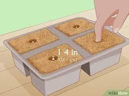 Dip vegetable seeds into a disinfecting solution after the previous soak to kill any fungus and bacteria that may grow later and kill the plant. 3 Ways To Grow Jalapeno Peppers Wikihow