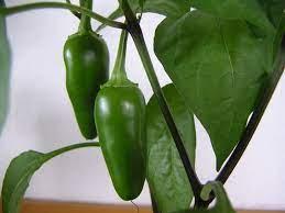Place the seedsin an envelope and label it with the seedvariety and year harvested. Jalapeno Wikipedia