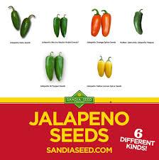 But for growing the seeds, you'll need a starter soil. Jalapeno Seeds Sandia Seed Company