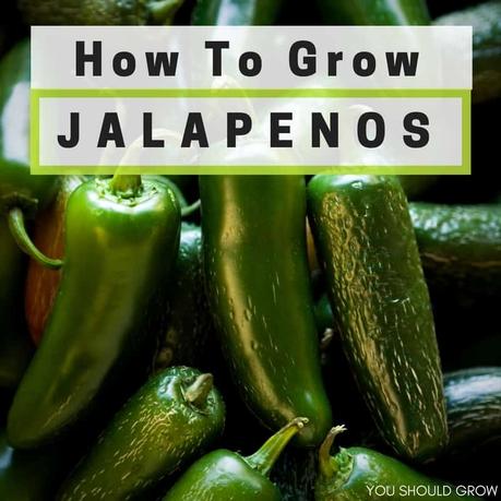 How To Grow Jalapenos Preserve Your Harvest You Should Grow