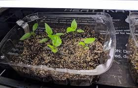 How to grow jalapenos from seeds indoors if you live in a northern region, start your pepper seeds indoors to give them a headstart on the growing season. How To Grow Jalapenos Preserve Your Harvest You Should Grow