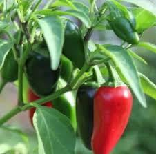 While indoors, keep the jalapeno seedlings moist, but do not over water them. Pepper Jalapeno M Heirloom Mildly Hot Pepper Fresh Non Gmo Seeds Ebay