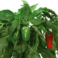 But for growing the seeds, you'll need a starter soil. Jalapeno Pepper Seed Pod Kit 6 Pod
