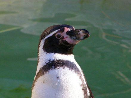 Humboldt Penguin (Photo by Frank Wouters/Creative Commons via Wikimedia)