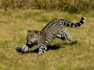 Baby jaguar in the wild: image via animals.desktopnexus.com