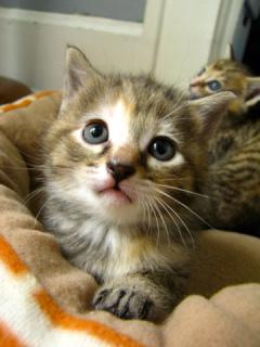 Kittens!: Image by London Looks, Flickr