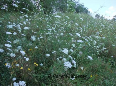 Wordless Wednesday 22/8/12 – Views from a walk