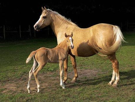 In most cases, the cloned horse would breed, but not train.