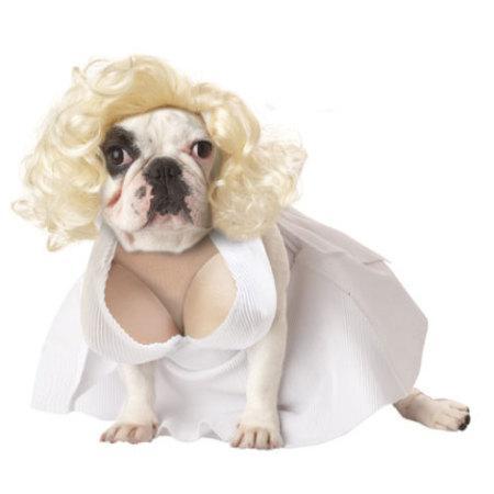 12 Best Halloween Costumes For Pets 2012: Funniest, Prettiest, Cleverest And More...