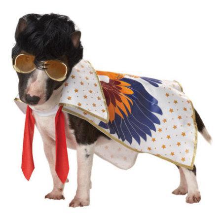 12 Best Halloween Costumes For Pets 2012: Funniest, Prettiest, Cleverest And More...