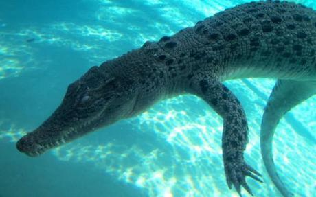 Croc as seen from underwater at Crocosaurus Cove