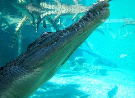 Crocosaurus cove, croc as seen from underwater