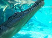 Crocosaurus Cove: Swim with Crocs