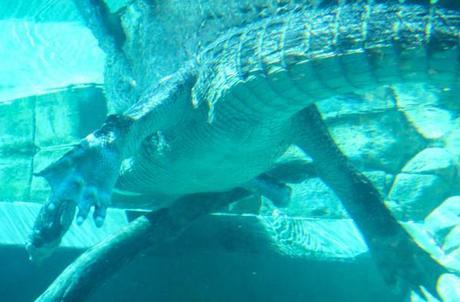 Crocosaurus cove, croc as seen from underwater