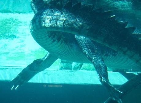 Crocosaurus cove, croc as seen from underwater