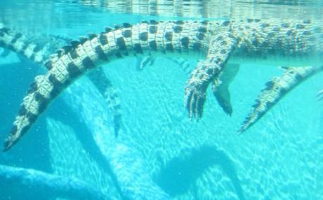 Croc as seen from underwater at Crocosaurus Cove