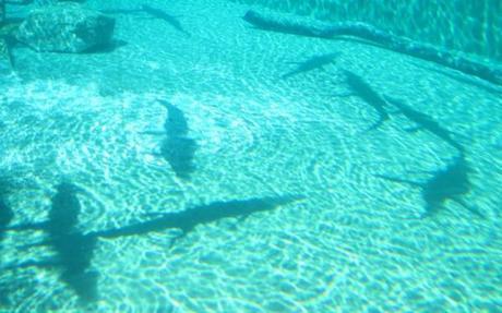 Shadows of crocs at Crocosaurus Cove