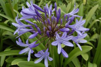 Agapanthus praecox Flower (28/07/2012, Kew Gardens, London)