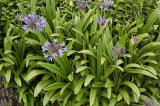 Agapanthus praecox (28/07/2012, Kew Gardens, London)